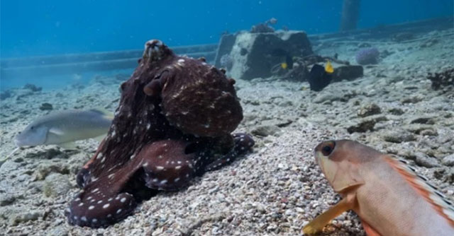 Octopuses cooperate with fish to hunt