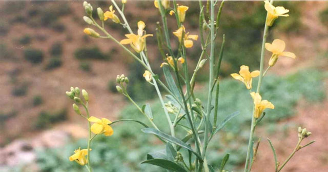 Oil as fuel may soon be replaced by this crop