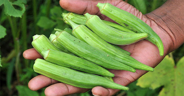 Okra could be the solution to remove microplastics from water sources
