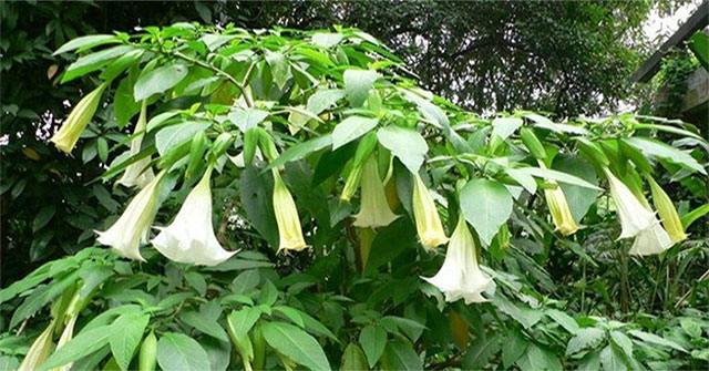 One of the most dangerous plants in the world grows wild in Vietnam.