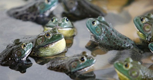 Only 2 invasive species of frogs and snakes cost the world 16 billion USD in damage