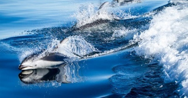 Origin of fungal disease outbreaks in marine mammals