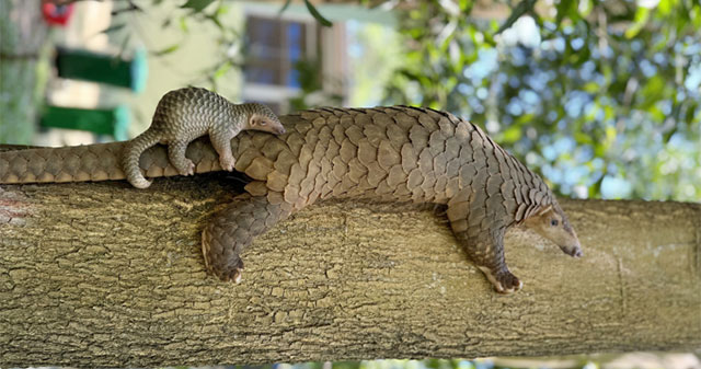 Pangolin gives birth after being rescued
