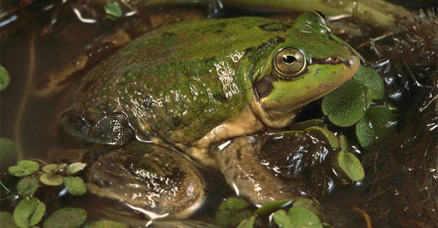 Paradoxical frog species has tadpoles that are larger than adults