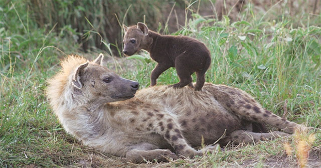 Parasites 'brainwash' young hyenas, urging them to come close to predators