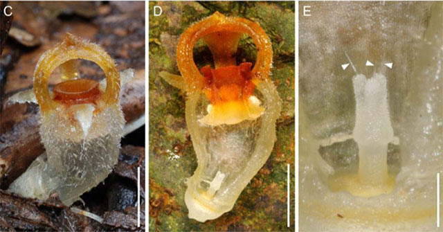 Parasitic flower reappears 13 years after being declared extinct