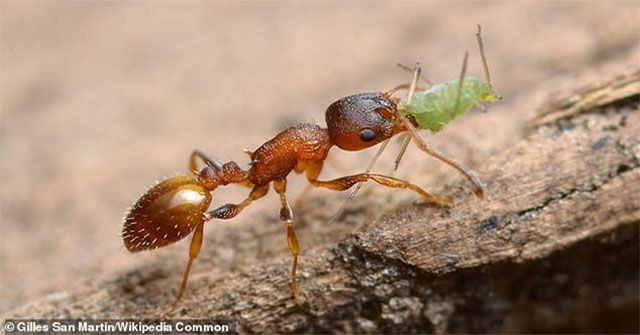 Parasitic tapeworm helps worker ants live like a 'queen' before dying in pain
