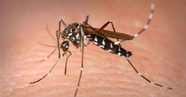 Paris seeks to eradicate mosquitoes before the Olympics