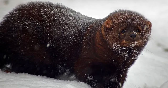 Pekan Weasel - Looks like a rat, but can kill the North American lynx