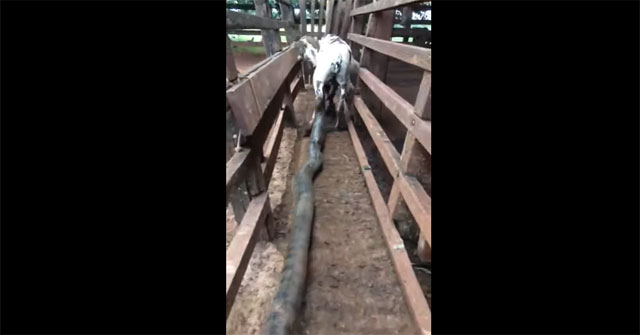 Penetrating into the cage to attack the calf, the giant python was caught alive