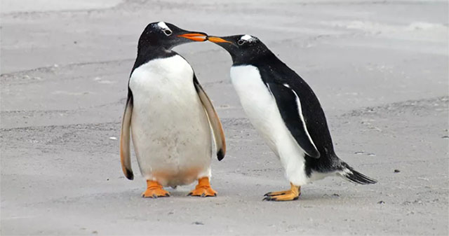 Penguins are being less faithful because of... climate change