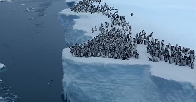 Penguins jump from 15m high cliffs because of hunger