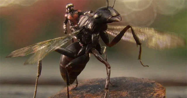 People study ants to write algorithms