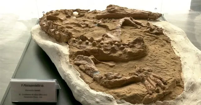 Peru announces crocodile fossil dating back more than 10 million years