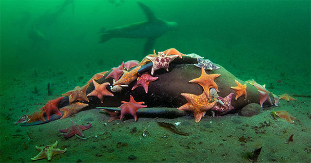 Photographer captured an impressive photo: Dozens of starfish gather to eat sea lions