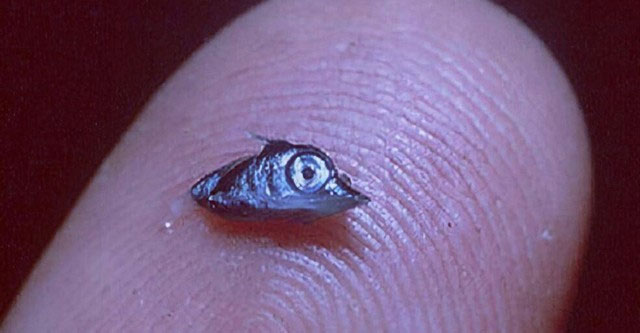 Piercing submarines and daring to fight humans: How did this creature, once as small as a grain of rice, do it?