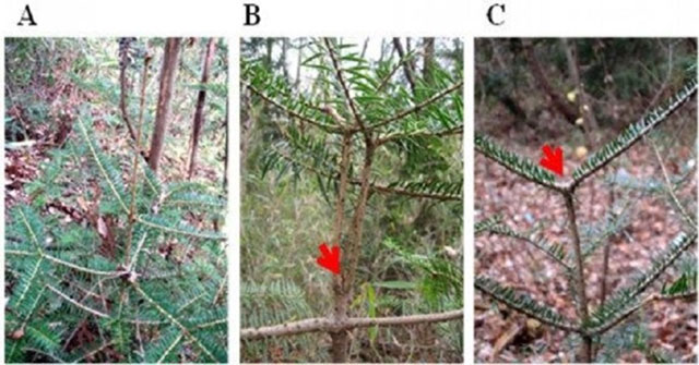 Pine trees grow abnormally after the Fukushima nuclear disaster