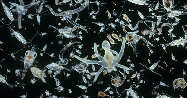 Plankton - The planet's largest CO2 storage 'store'