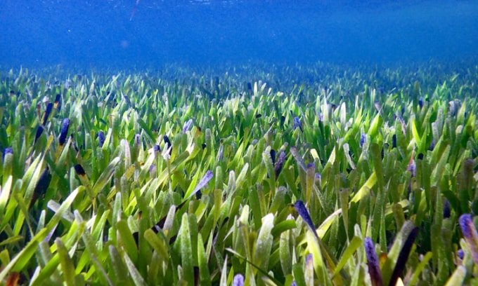 Plant discovery is considered the world's largest with an area of ​​200 km2 - VN Intellectual