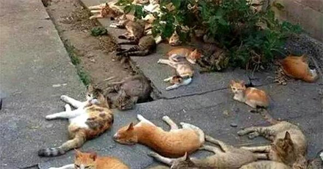 Planting a tree to repel mosquitoes, the girl was shocked to see the 'boss' team lying in the yard