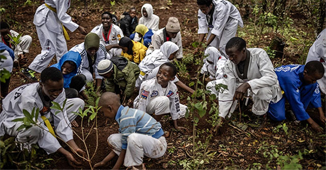 Planting trees in the wrong place will heat the planet