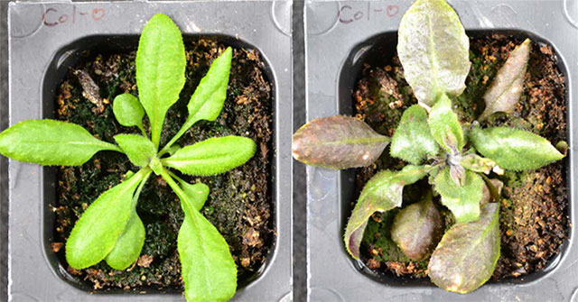 Plants know how to produce their own emergency pain reliever