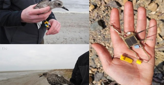 Plover killed by peregrine falcon at 3,000m altitude