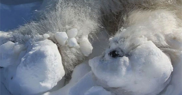 Polar bear faces serious injury after paw gets stuck in large iceberg