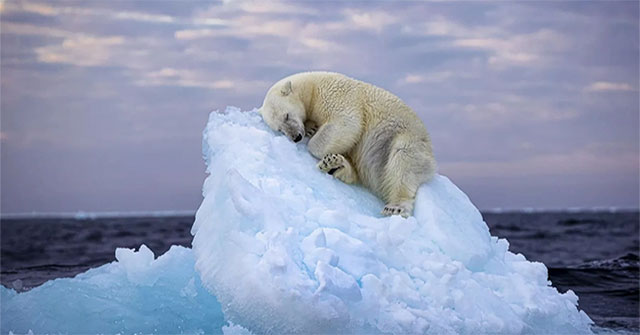 Polar bears struggle with climate change