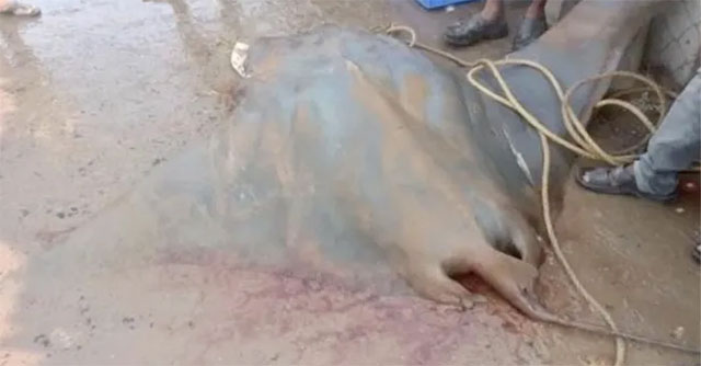 Poor fisherman changes his life after catching giant 800kg fish worth more than 600 million VND