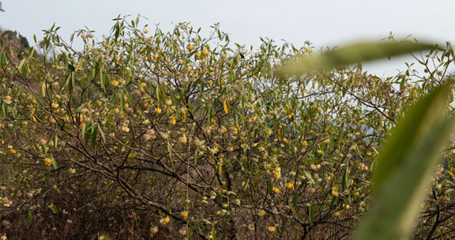 Poor people in Nepal changed their lives by providing Japanese shrubs to make paper for printing money