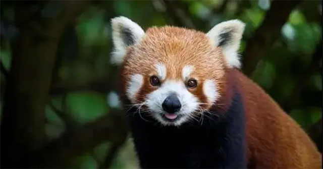 Precious panda found in China has strange actions and habits