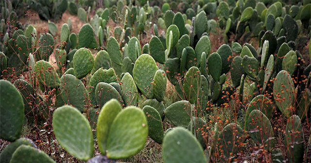 Prickly pear cactus - 'Bright star' in the era of climate change