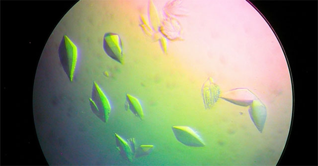 Protein discovered as a precursor to cancer vaccine