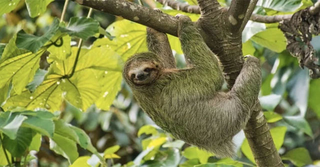 Quiz: Which animal has the longest arm?