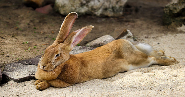 Rabbits reproduce very quickly, so why haven't they become a staple food for humans?