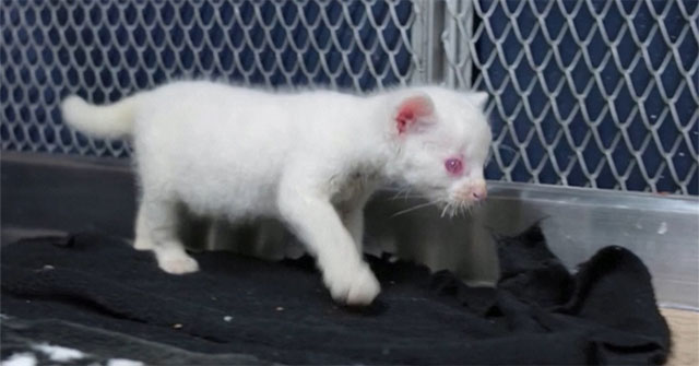 Rare albino mink found in Colombia