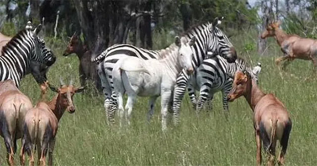Rare albino zebra found in Africa