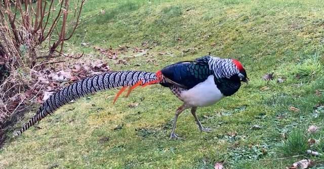 Rare animal thought to be extinct suddenly 'reappears' in people's gardens