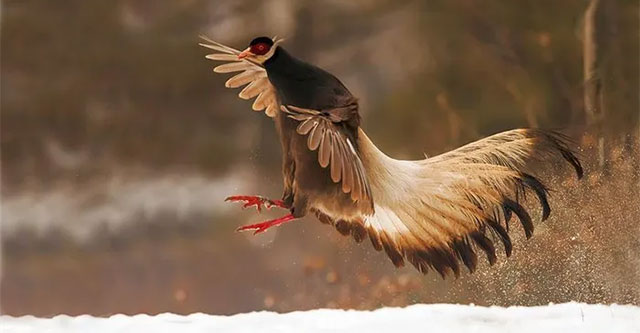 Rare breed of flying chicken, only found in China