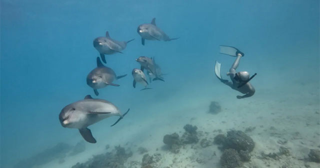 Rare case of dolphin killing a person