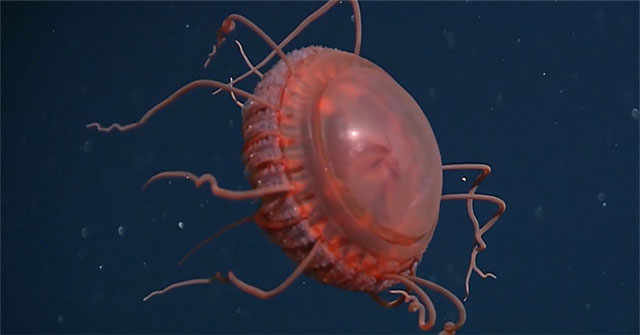 Rare footage of newly identified deep-sea jellyfish