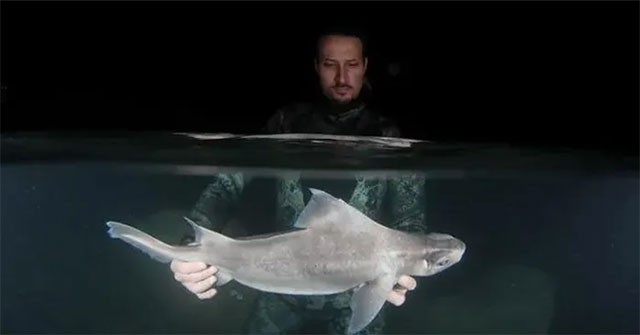 Rare Ghostly Great White Shark Discovered