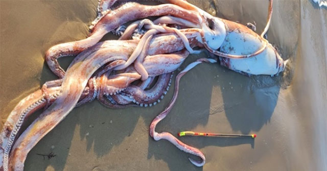 Rare giant squid carcass washed up on beach