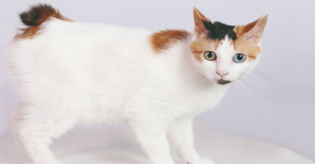 Rare rabbit-tailed cat breed in the land of Phu Tang
