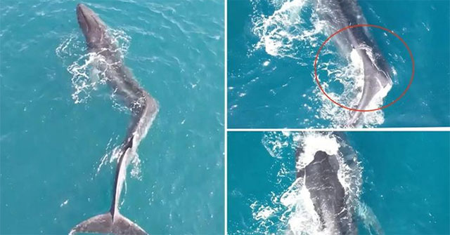 Rare sight of giant whale with deformities