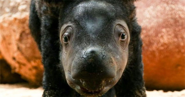 Rare Sumatran rhinoceros birth brings hope to endangered species