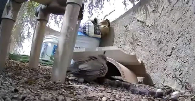 Rare video: Mother quail fights with two snakes to protect her eggs
