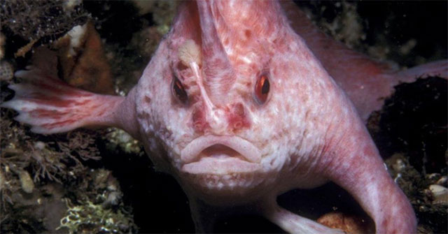 Rare 'walking' red snapper reappears in Australia