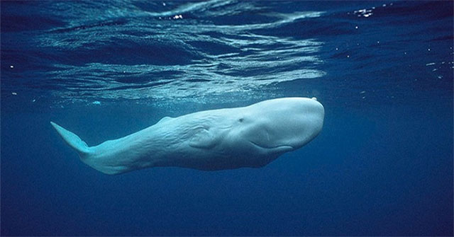 Rare white sperm whale discovered